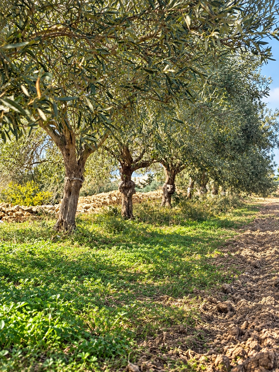 Sunlit Maltese olive grove with mature trees and limestone rubble walls, enhanced from our own photographs